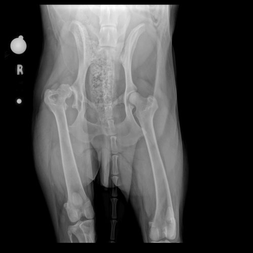 Jako hip x ray 23-11-17